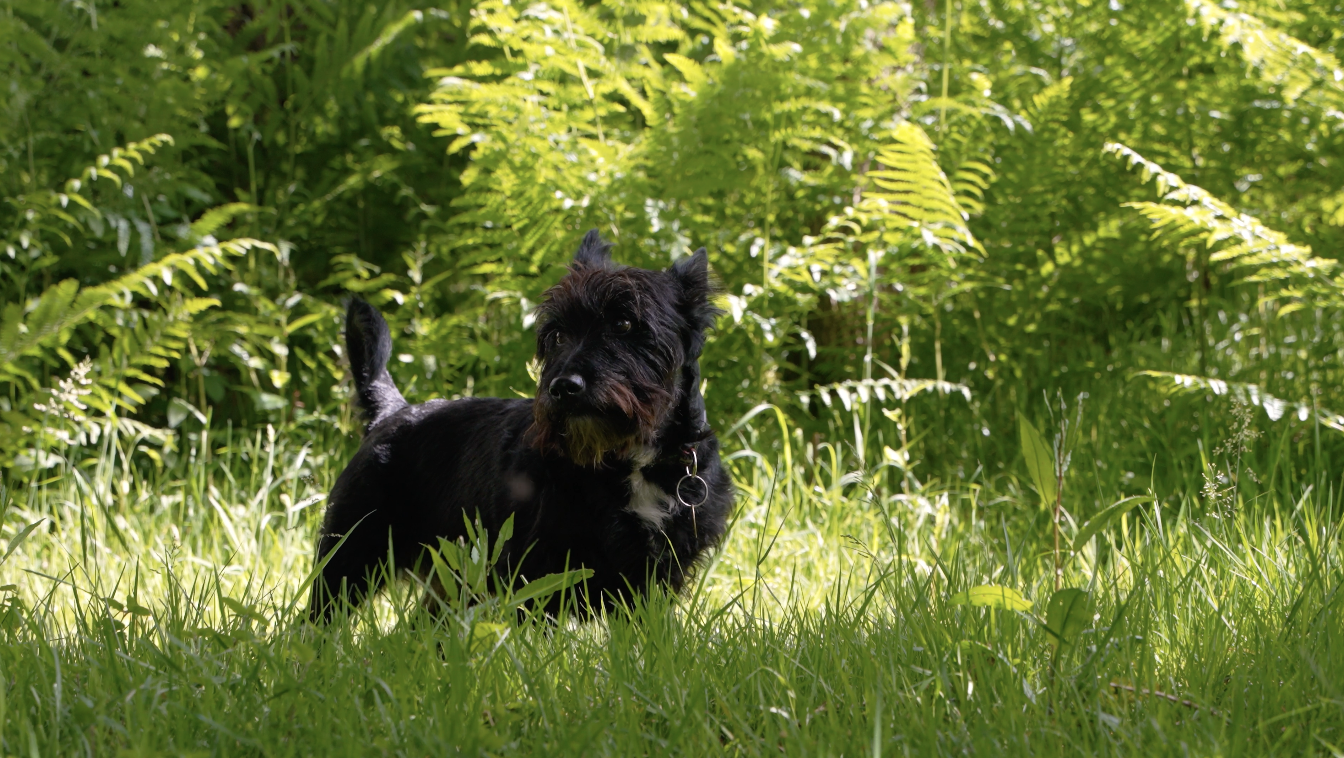 Dog Feature Film V